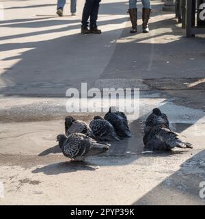 Urban pigeons bathe in a street puddle on a sunny winter day. Stock Photo