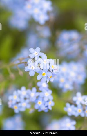 Forget me nots (myosotis sylvatica) - UK Stock Photo