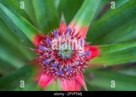 Pineapple baby flower and green leaves in the farm garden, small tropical fruit close up. Baby colorful pineapple in the tropical garden blossom fruit Stock Photo