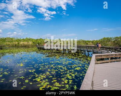 Anhinga Trail boardwalk in the Royal Palm area of Everglades National Park in south Florida USA Stock Photo