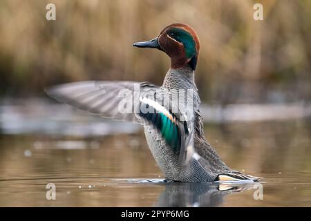 Male Eurasian teal (Anas crecca) showing his  wings Stock Photo
