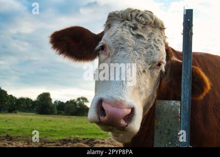 Cow that looks pitiful Stock Photo