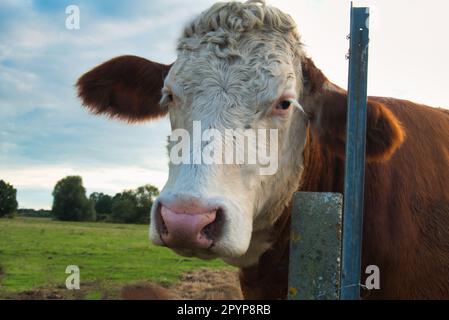 Cow that looks pitiful Stock Photo