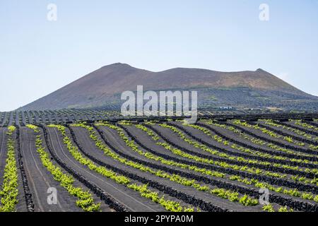 Terraced fields in volcanic earth at El Grifo, oldest winery in the Canary Islands, Lanzarote, Spain Stock Photo