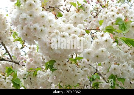 Closeup of blossom of Prunus 'Shogetsu' in a garden in Spring Stock ...