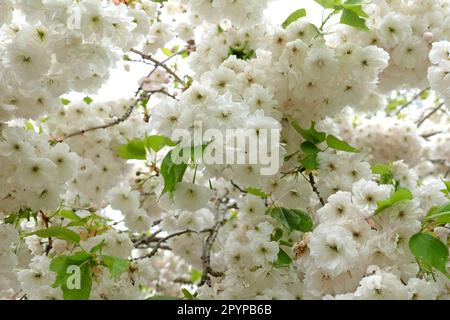Prunus cherry blossom Prunus 'Shogetsu' in flower. Stock Photo