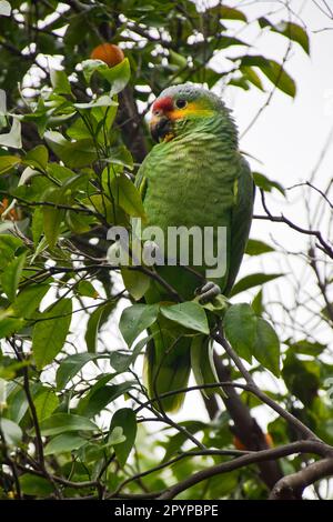 Pretty green parrot with red beak, black eyes, green and golden feathers resting on a tree Stock Photo