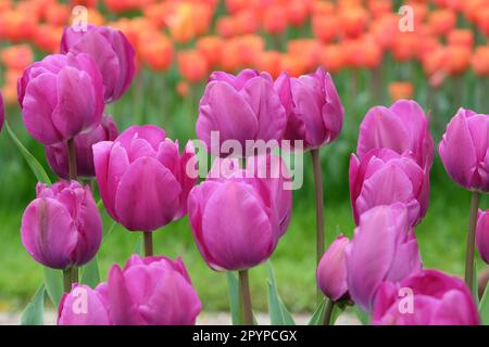 Triumph Tulip 'NegritaÕ in flower. Stock Photo