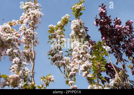 Prunus serrulata 'Amanogawa',Flowering Cherry, Prunus 'Royal Burgundy' Stock Photo