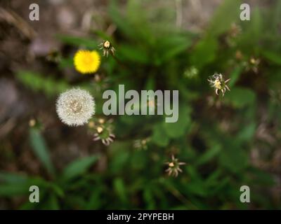 Dandelion seed head and yellow wildflower in soft focus, a delicate meadow nature image symbolizing spring, wishes, growth and natural beauty Stock Photo
