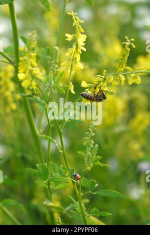 Bee and ladybug insects on yellow sweetclover (melilotus officinalis) plant on a field in summer Stock Photo