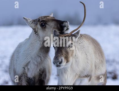 Two reindeer in a wintery landscape, standing side-by-side on a foggy day Stock Photo