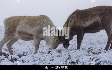 Two reindeer standing in a foggy winter landscape, facing each other with their antlers locked in battle Stock Photo