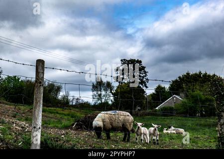 Newly born lambs with their mother in a field in Fermanagh, Northern Ireland. Stock Photo