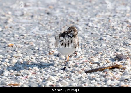 Florida. Adult Ruddy Turnstone, (Arenaria interpres) with winter coat standing on one leg among the seashells on  Sanibel Island. Stock Photo