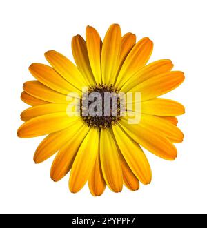 Yellow Osteospermum Flower Daisy Isolated on White Background. Macro Close Up. Plants cut out element for design. Stock Photo