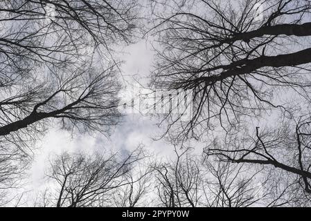 Low angle view of beech tree forest without leafs in early spring. Black and white photo Stock Photo