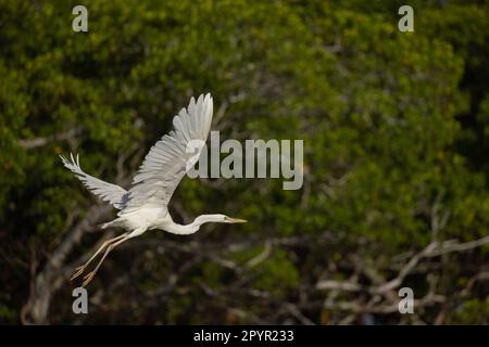 Great Blue Heron White Morph Flying, Florida Stock Photo