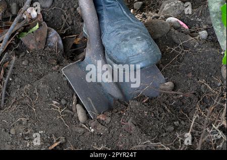 Earth or soil is being dug using a shovel and energy, the garden is being dug or construction is starting Stock Photo