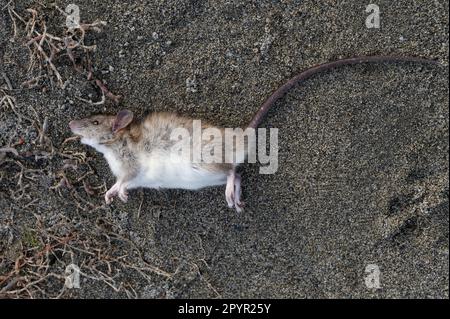 The end of life, a dead rat lies on the ground Stock Photo