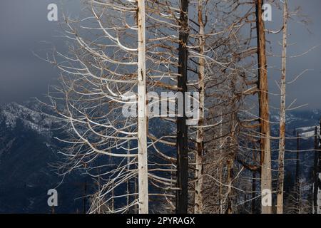 Dead trees after a forest fire devestated an arera of Yosemite National Park - California Stock Photo