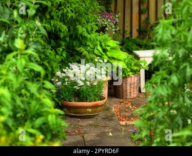 Wild common daisies in the lawn. Common small daises in the lawn. Stock Photo