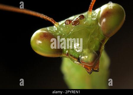 Close-up macro image of praying mantis (Miomantis caffra) head Stock Photo