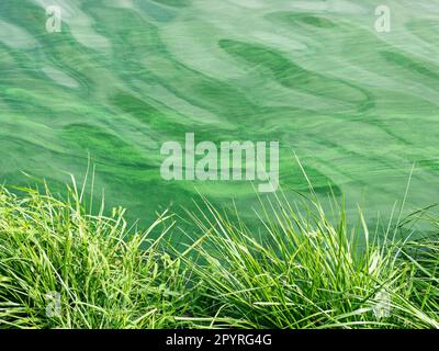 water pollution by blooming blue-green algae. green algae on the surface of the water. environmental pollution concept. Stock Photo