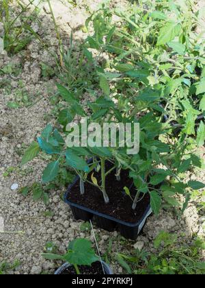 young plants in nursery, ready for planting in garden, young green plant seedlings Stock Photo