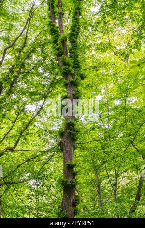 Surreal magic of wild forest. Inclined tree trunk and roots overgrown with thick green moss