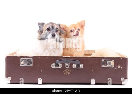 two chihuahua dogs in the suitcase isolated on the white backround Stock Photo