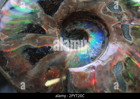 ammonites fossil as nice natural geology background Stock Photo
