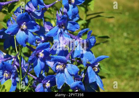 delphinium blue flower as very nice natural background Stock Photo
