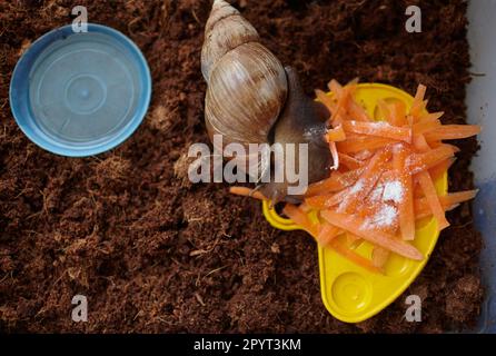 Big brown snail eating. Achatina fulica. Giant African land snail. Selective focus Stock Photo