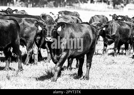 Monochrome image of a herd of Angus cows and calves in a lush spring pasture, walking towards the camera. Stock Photo