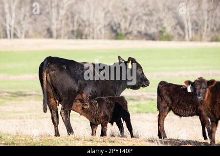 First-calf Angus heifer nursing her calf in a winter pastue in Alabama with negative space Stock Photo