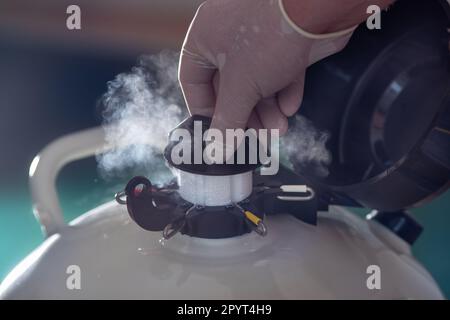 Close up of veterinarian hand with gloves opening liquid nitrogen tank with bull sperm for artificial insemination of cows Stock Photo