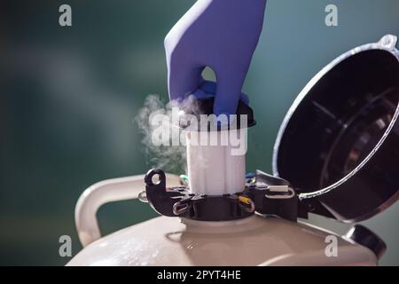 Close up of veterinarian hand with gloves opening liquid nitrogen tank with bull sperm for artificial insemination of cows Stock Photo