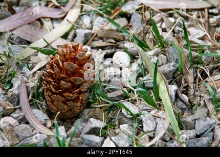 pine cone on the ground.Natural backgrounds. Stock Photo