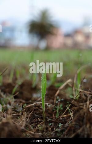 Dew Drop on wheat plants growing in the field. Stock Photo