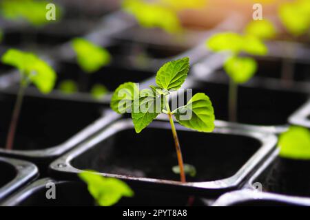 Young green sprout of seedlings stands in black pot with earth. Preparing vegetables for planting in garden. Growing microgreens. Stock Photo