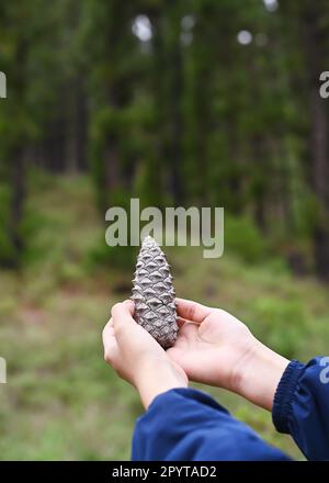 Close up of child's hand holding a large cone of the black pine tree (Pinus canariensis) with a natural blurred forest background. Stock Photo
