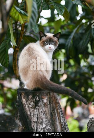 Cute Siamese homeless curious cat stuck in a tree waiting for assistance. La Palma, Canary Islands, Spain. Stock Photo