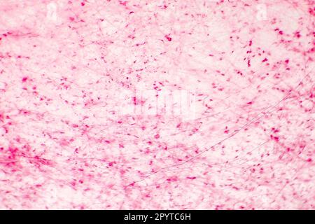 Human loose connective tissue, light photomicrograph, hematoxylin and eosin staining Stock Photo