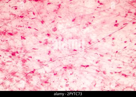 Human loose connective tissue, light photomicrograph, hematoxylin and eosin staining Stock Photo