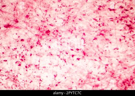 Human loose connective tissue, light photomicrograph, hematoxylin and eosin staining Stock Photo