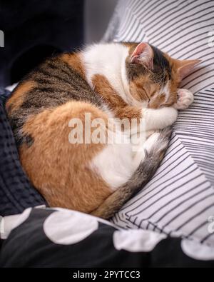 Cute calico (yellow-black-white) cat sleeping quietly with closed eyes curled up on pillows on a couch with its head supported with paws Stock Photo