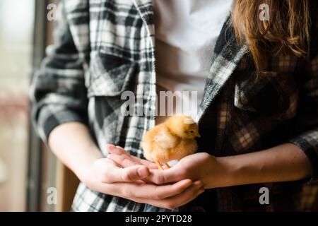 Close up of chick being held in girl's hands. Stock Photo