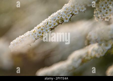 Blooming white Spiraea flowers during the sunset at spring Stock Photo