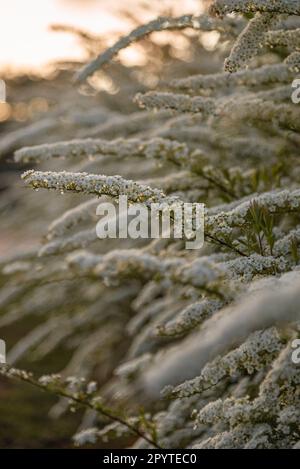 Blooming white Spiraea flowers during the sunset at spring Stock Photo